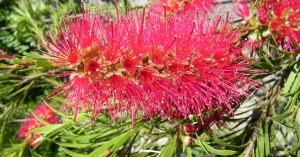 Native tree Australia