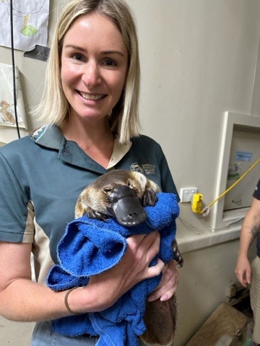 Platypus Exchange Program Enriches Conservation Efforts at Walkabout