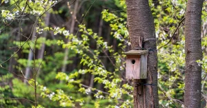 Nest Box